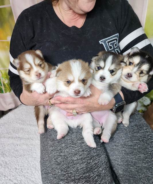 What's the difference between the male and female pomsky, temperaments and personality?