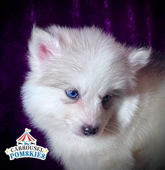 The Pomsky Wooly Coat