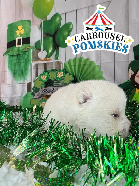 Our First Cream Husky Masked Pomsky!