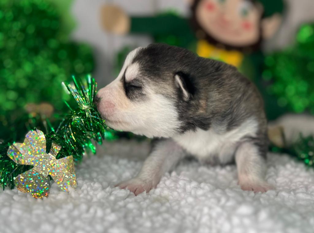 Pomsky puppy at two weeks of age is..