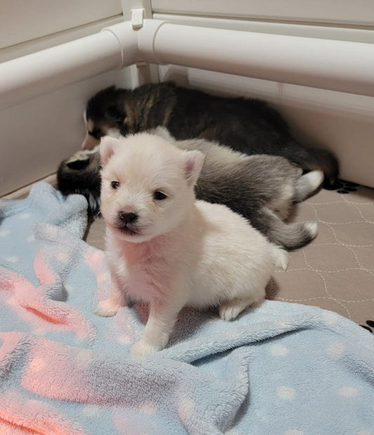 The importance of Puppy socialization and mental stimulation