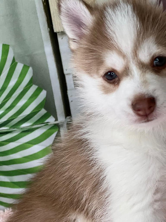 Puppy Eye Colors change over the first few weeks of life