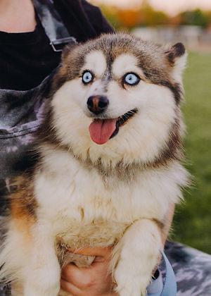 Should I get more than one pomsky for my household?