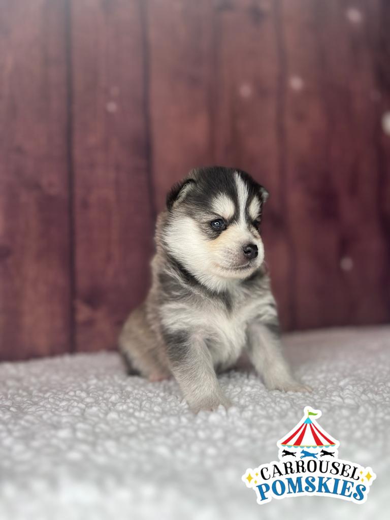 Dan the 3 week old available pomsky puppy