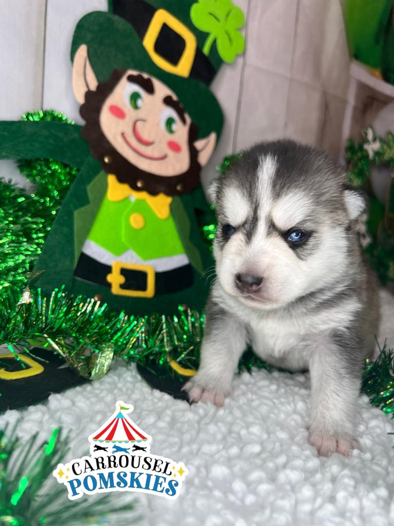Pomsky Puppy facts at 2 weeks of age