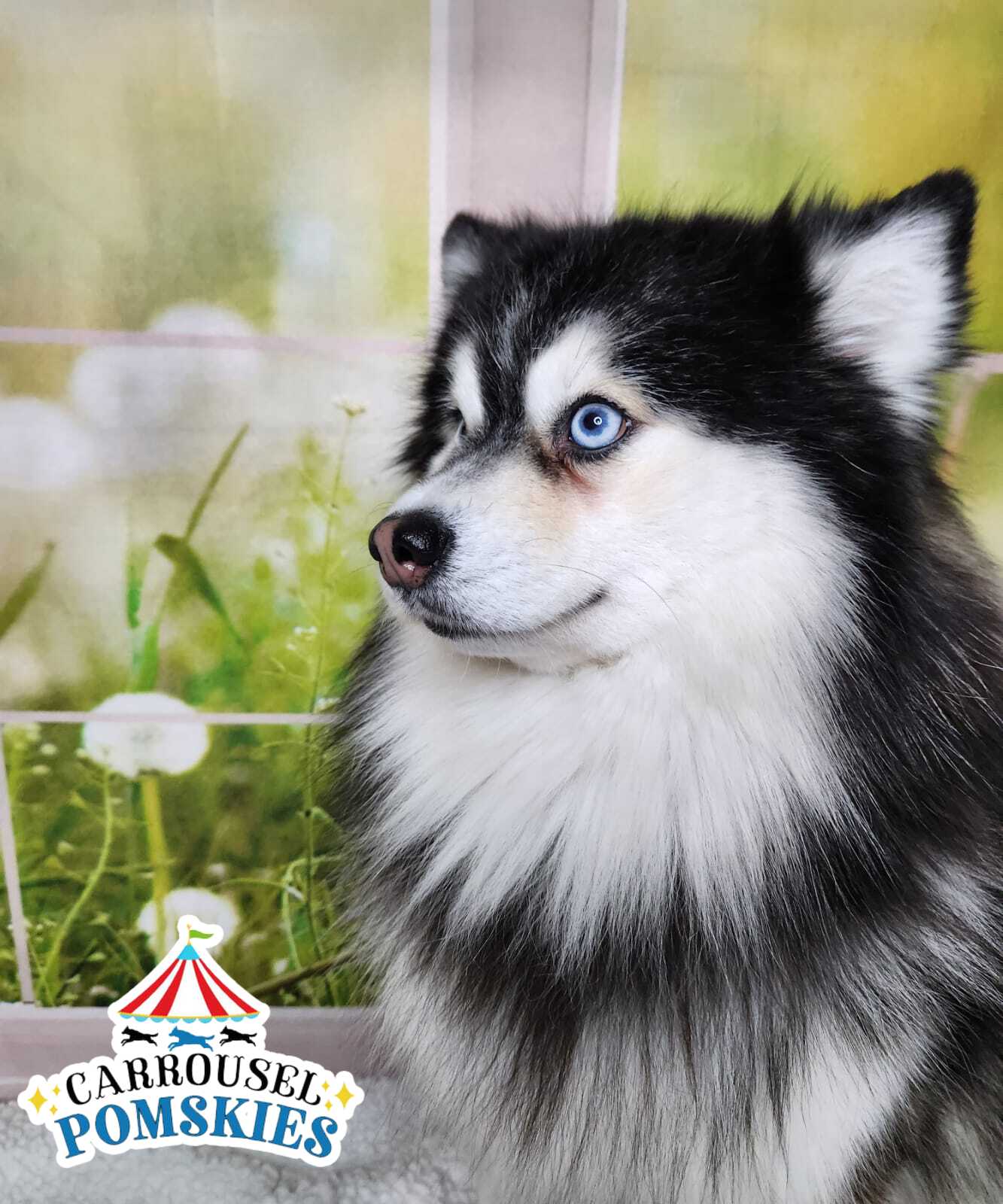Pomsky Side The Pomsky is the perfect family dog! – Carrousel Pomskies US