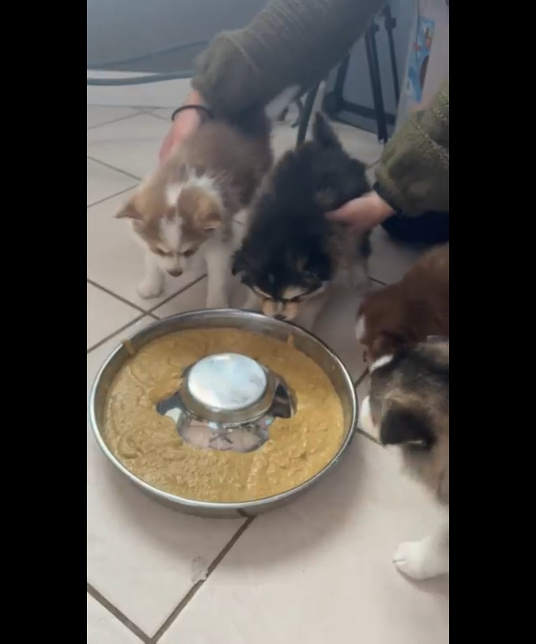 Why do we give mush food to 4 week old pomsky puppies ?